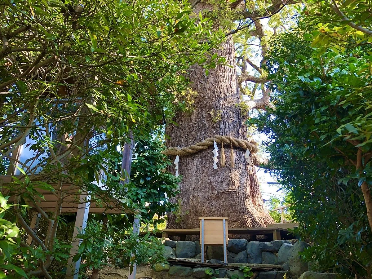 新熊野神社の写真 3